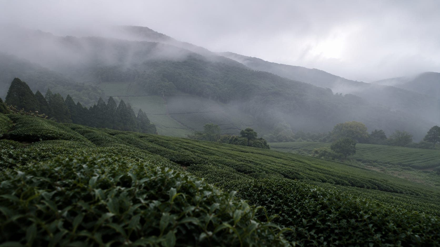 The Tea Fields