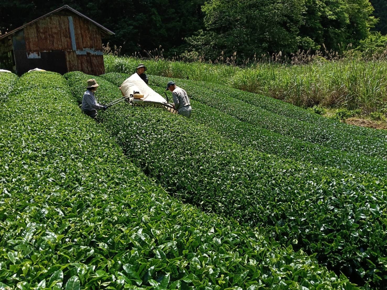 Tea field imagery coming soon