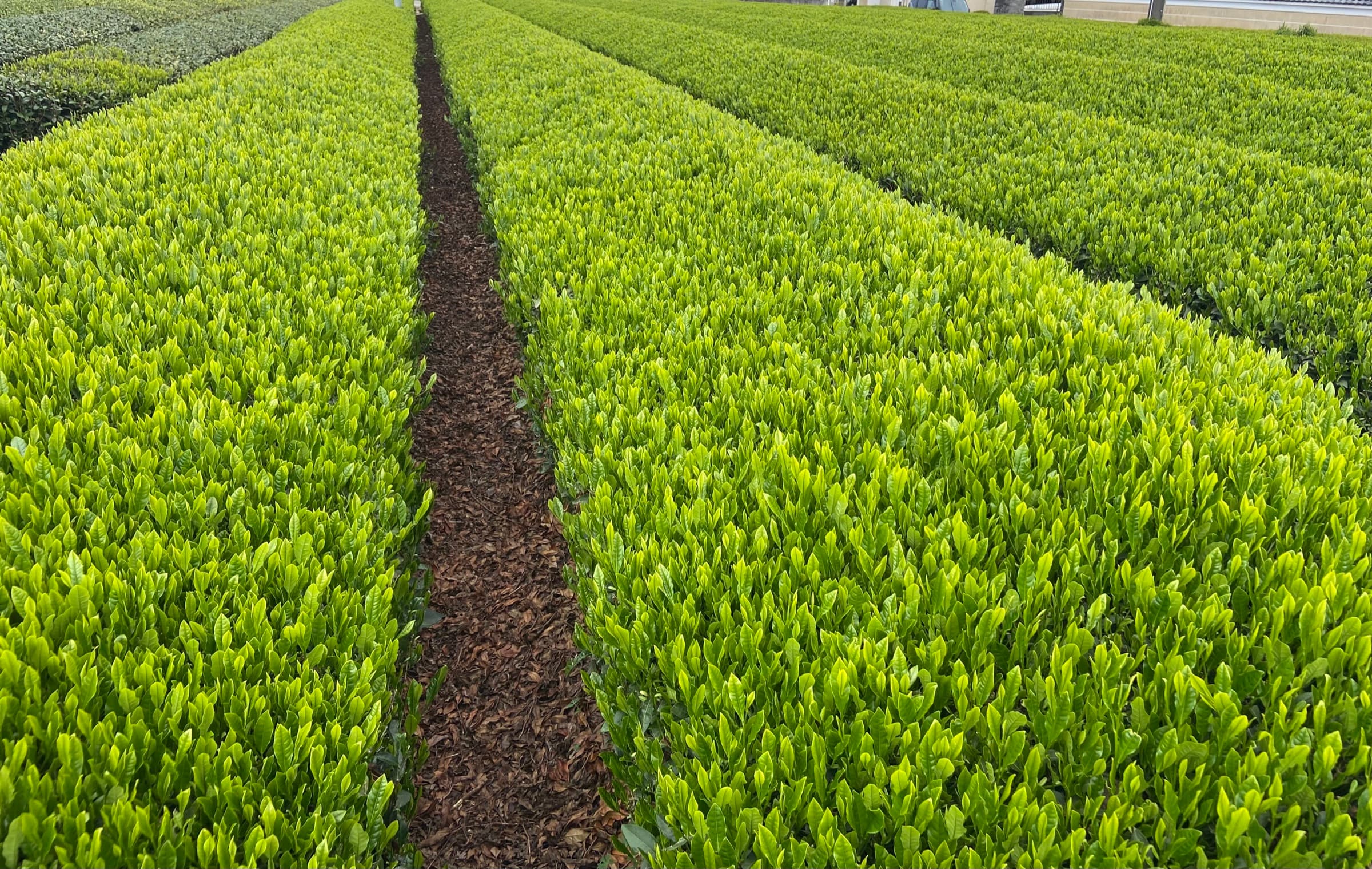 Tea fields of Sayama