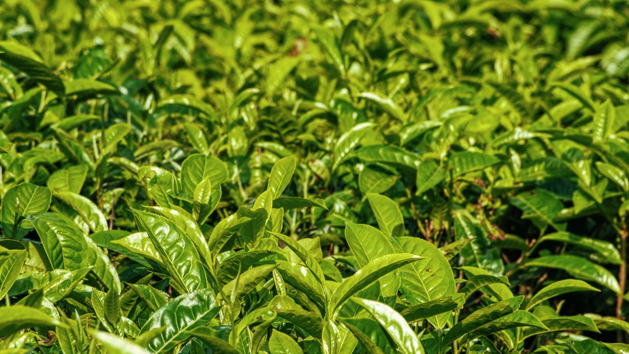 Tea leaves — the quiet intensity of the leaf